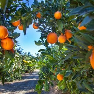 Florida Orange Grove Trees