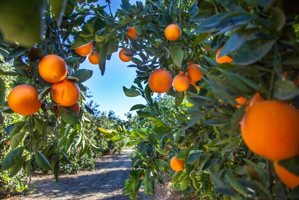 Florida Orange Grove Trees
