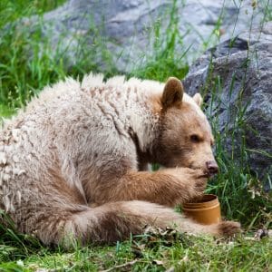 Bear Eating Yellow Star Thistle Honey