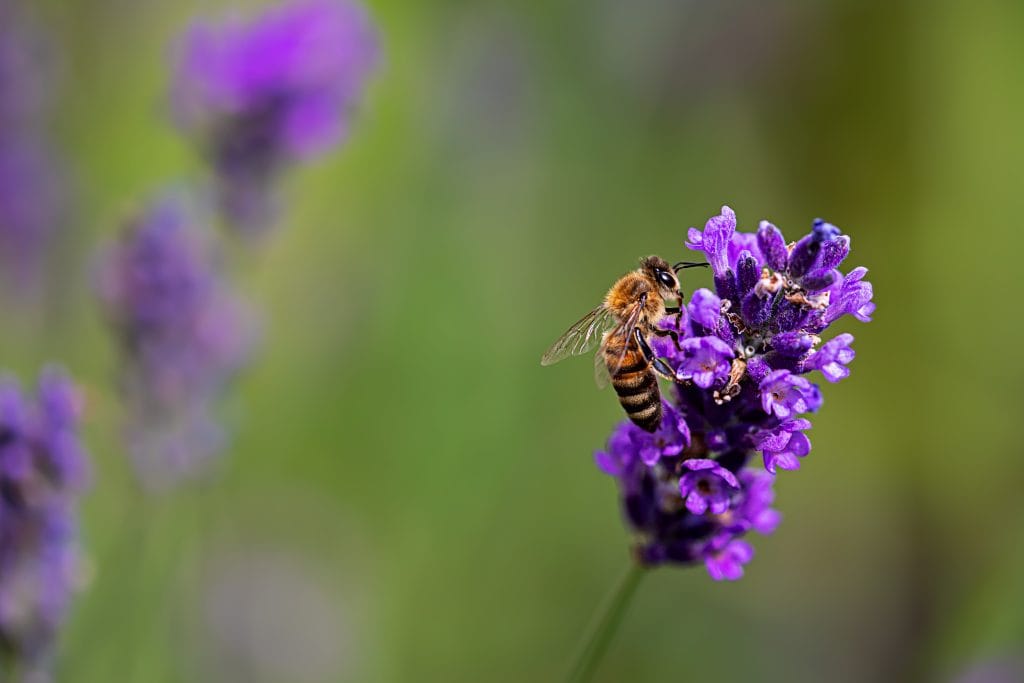 Honey Production