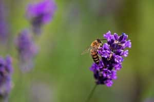 Honey Production