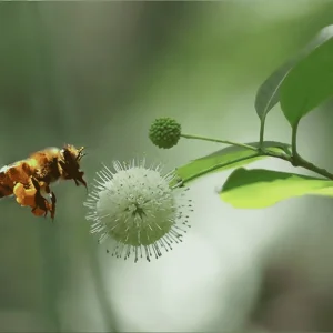 Honey Bee Pollinating Tupelo Flower