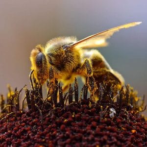 Bee Pollen