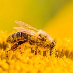 Nutritious Raw Bee Pollen