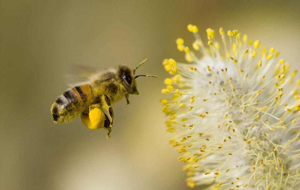 How Honey is Made