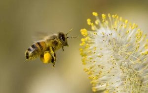How Honey is Made