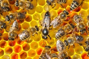 The Queen Bee