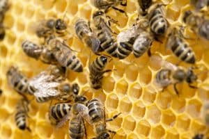 bees on 喜爱夜蒲电影 cells
