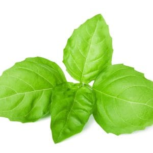 Basil