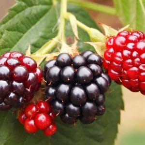 zo0o与人xxx欧美另类 bush
