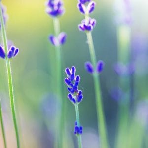 Lavender Flower