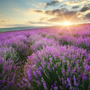 Lavender Meadow