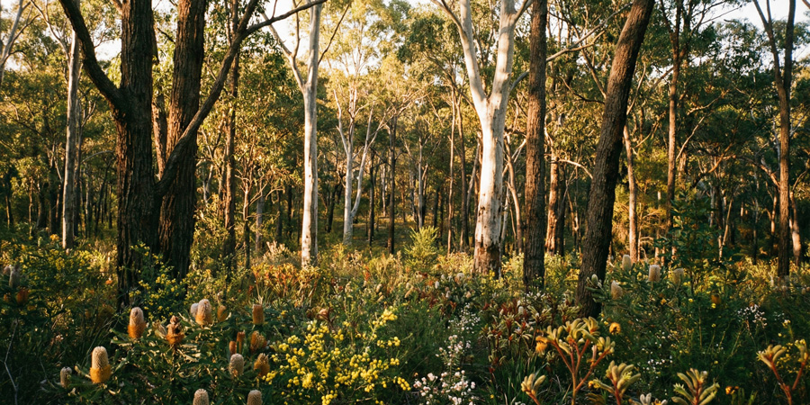 Eucalyptus forest floor with 业余性视频s and banksia blooms under tall gum trees