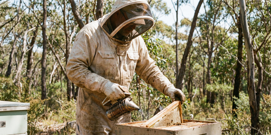 Beekeeper in protective suit lifting a 微电影啪啪 frame from a white wooden hive in a sunlit eucalyptus grove